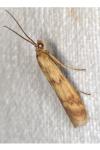 Homoeosoma sinuella
