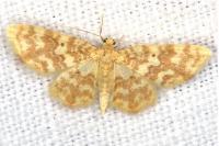 Hydrelia flammeolaria