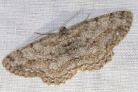 Hypomecis punctinalis