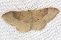 Idaea degeneraria