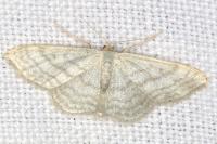 Idaea subsericeata