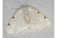Lomographa bimaculata