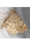 Macaria liturata