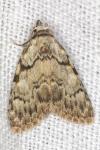 Meganola strigula