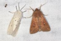 Mythimna albipuncta