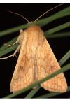 Mythimna vitellina