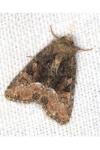 Oligia latruncula
