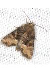Oligia