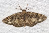 Parectropis similaria
