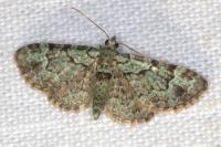 Pasiphila rectangulata