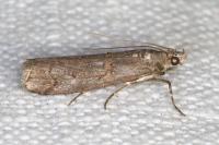 Pempelia palumbella