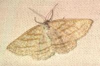 Perconia strigillaria