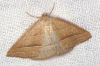 Petrophora chlorosata