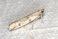 Phycitodes binaevella