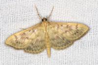 Patania ruralis