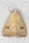 Rivula sericealis