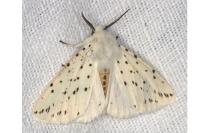 Spilosoma lubricipeda