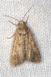 Spodoptera exigua