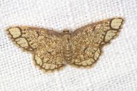 Stegania cararia