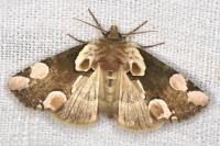 Thyatira batis