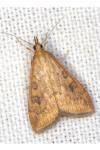 Udea ferrugalis