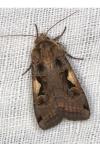 Xestia c-nigrum