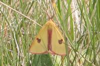 Diacrisia sannio