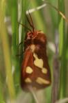 Arctia testudinaria