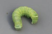 Orthosia cerasi