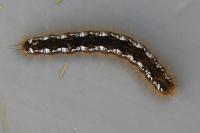Trichiura crataegi