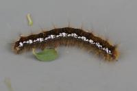 Trichiura crataegi