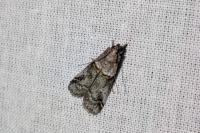 Acrobasis consociella