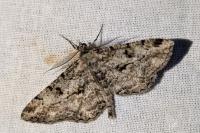 Peribatodes rhomboidaria rhomboidaria