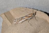 Ancylosis cinnamomella