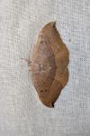 Watsonalla uncinula