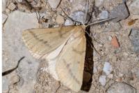 Aspitates ochrearia