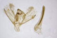Charissa mucidaria