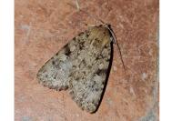 Amphipyra effusa