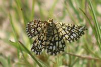 Chiasmia clathrata