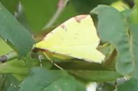 Opisthograptis luteolata