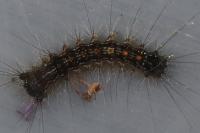 Lymantria dispar