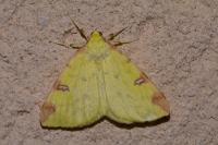 Opisthograptis luteolata
