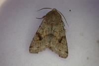 Orthosia incerta