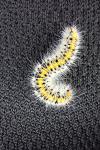 Lasiocampa trifolii trifolii