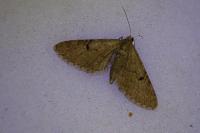 Eupithecia indigata