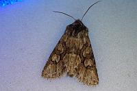 Xylocampa areola