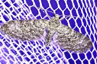 Eupithecia graphata