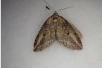 Chesias isabella
