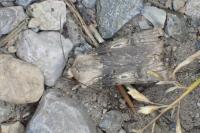 Agrotis puta