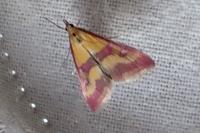 Pyrausta sanguinalis